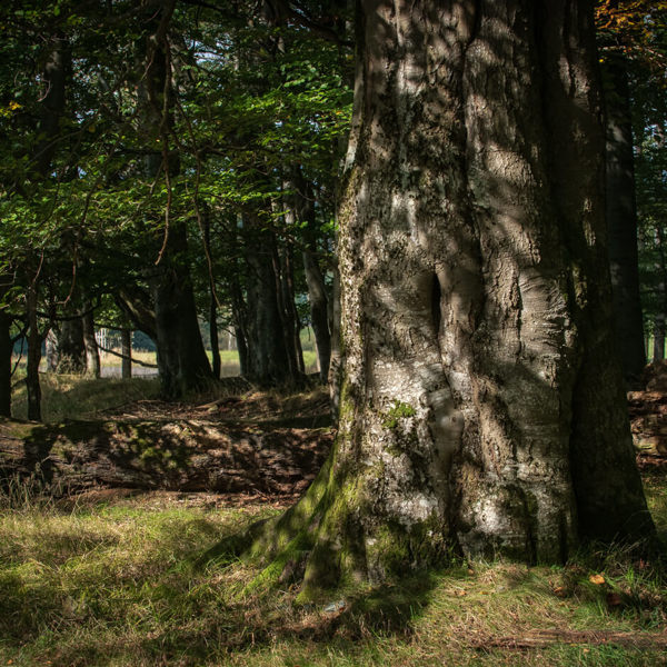 Image /media/3ovpar35/český-les-obora-srdíčko-3.jpg