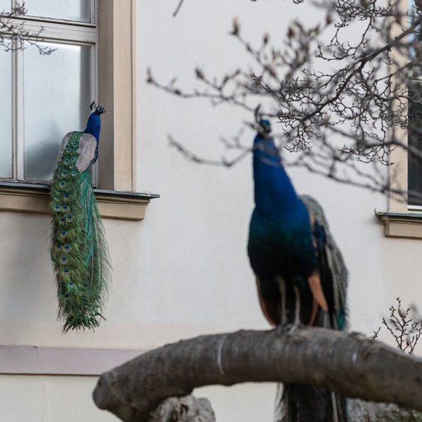 Obrázek /media/fsapdm03/prague_streets_184.jpg