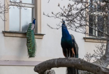 Obrázek /media/fsapdm03/prague_streets_184.jpg