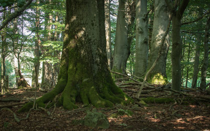 Image /media/ygydniwv/český-les-obora-srdíčko-1.jpg