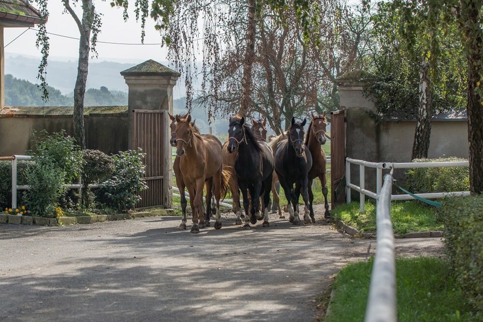 Ilustrační obrázek článku 'Featured location: Tlumačov Regional Stud Farm'